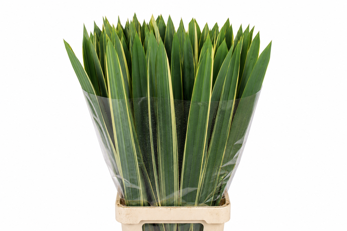 <h4>Phormium</h4>