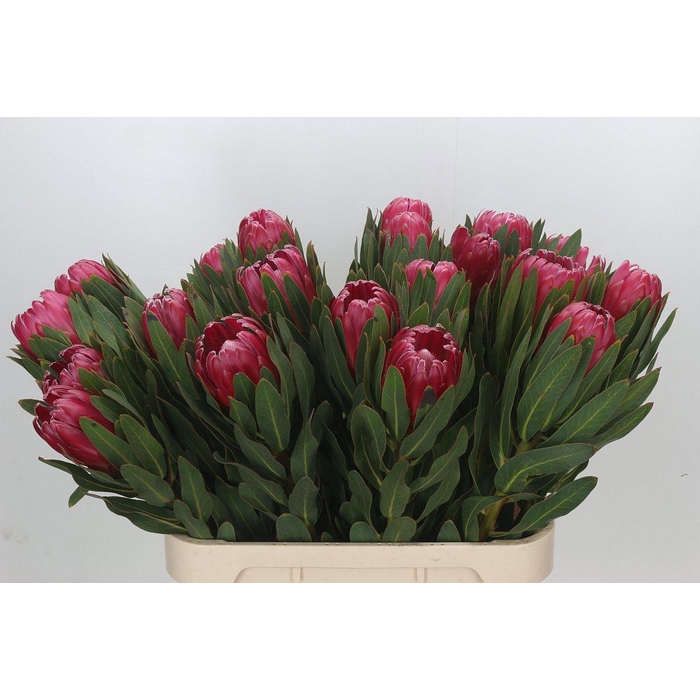 <h4>PROTEA BRENDA</h4>