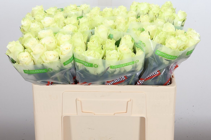 <h4>R Gr Athena</h4>