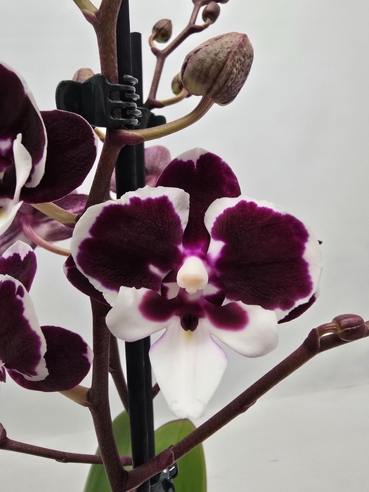 <h4>Limited 73 week 10</h4>