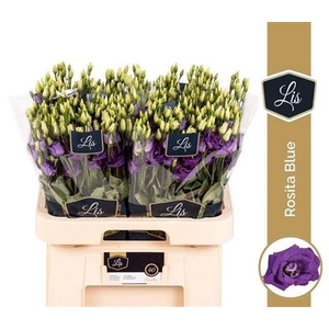 Eustoma russellianum gevuldbloemig 'Rosita Blue'