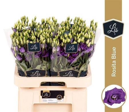 <h4>Eustoma russellianum gevuldbloemig 'Rosita Blue'</h4>