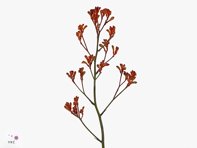 <h4>Anigoz Gold Fever</h4>