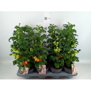 Solanum lycopersicum   ...