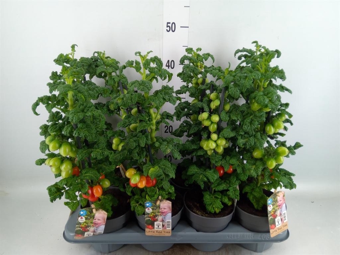 <h4>Solanum lycopersicum   ...</h4>