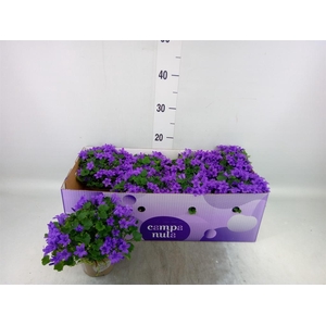 Campanula porten. 'Porto'