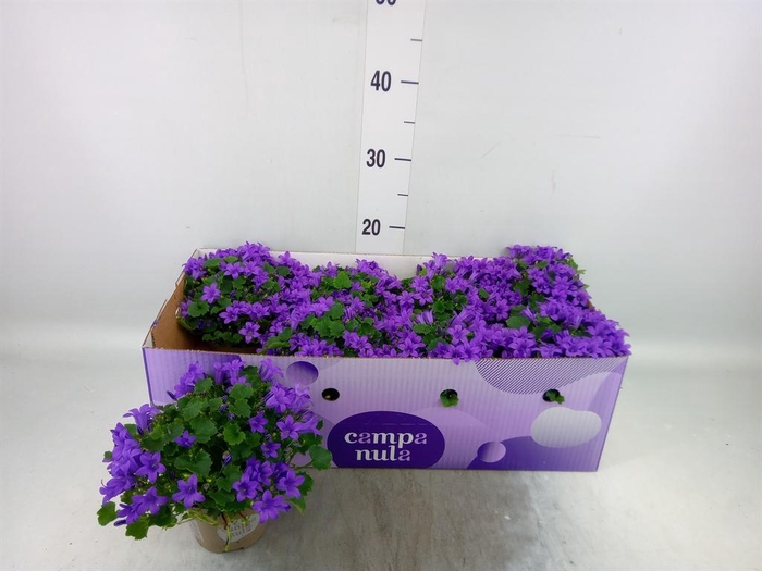 <h4>Campanula porten. 'Porto'</h4>