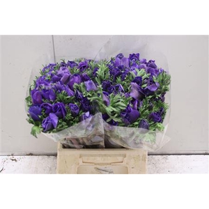 Anemoon Mistral Blue Ex