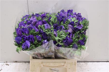 <h4>Anemoon Mistral Blue Ex</h4>