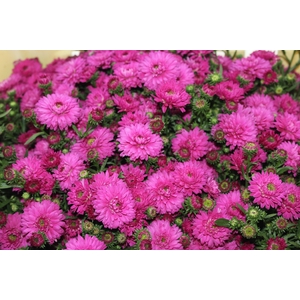ASTER MARIANA 040 CM PINK