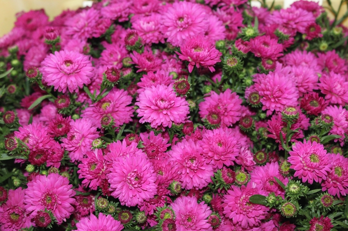 <h4>ASTER MARIANA 040 CM PINK</h4>