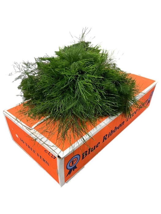 <h4>Treefern Florida X15</h4>