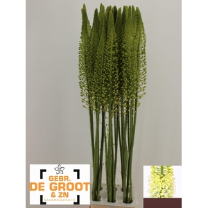 EREMURUS WHITE BE FA