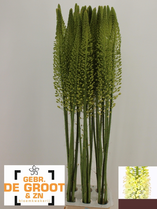 <h4>EREMURUS WHITE BE FA</h4>