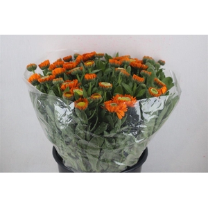 Calendula Orange Extra P Stem