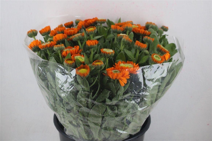 <h4>Calendula Orange Extra P Stem</h4>