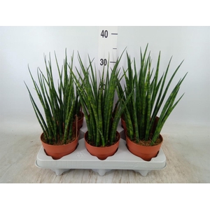 Sansevieria  'Fernwood'