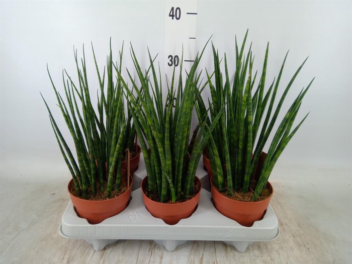 <h4>Sansevieria  'Fernwood'</h4>