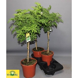 PEL GRAV LEMON TREE