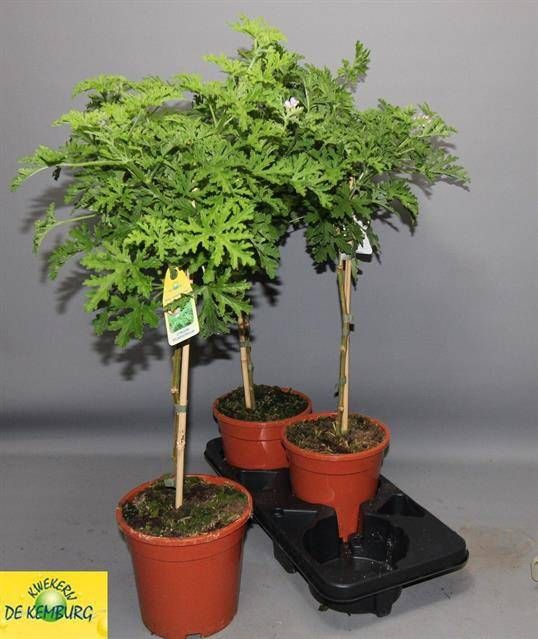<h4>PEL GRAV LEMON TREE</h4>