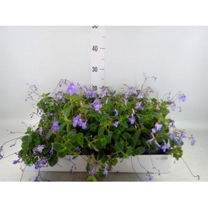 Streptocarpus saxorum