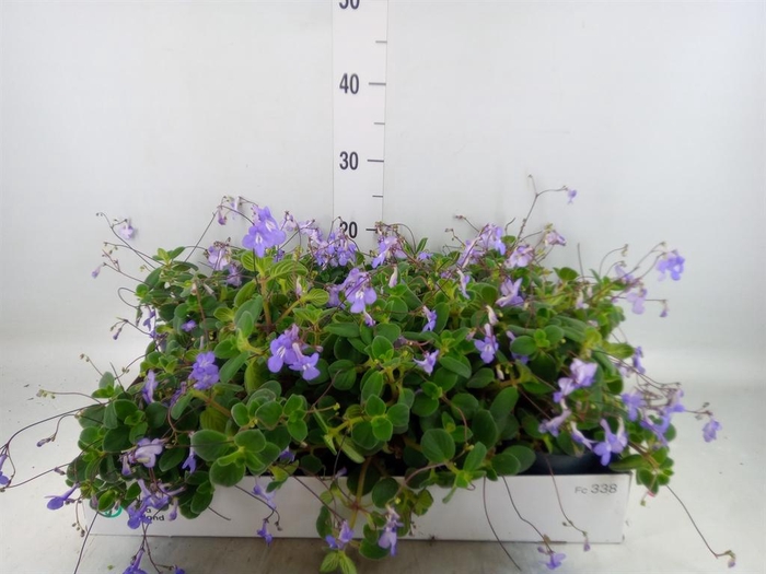 <h4>Streptocarpus saxorum</h4>