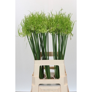 Allium Fido Fido