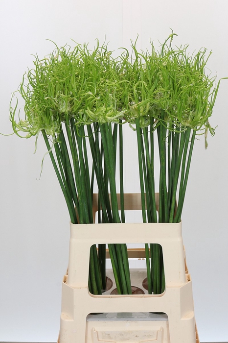Allium Fido Fido