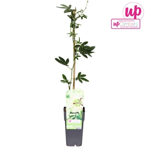 Passiflora caerulea Constance Elliot P15