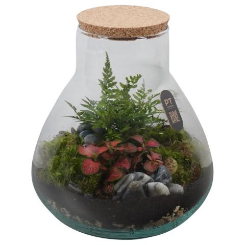 <h4>PTTER8121 Arrangement terrarium in glazen terrarium</h4>