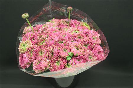 <h4>Cl Pon-pon Malva</h4>