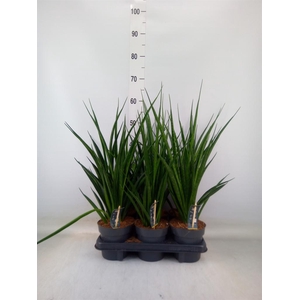 Sansevieria kirkii 'Friends'