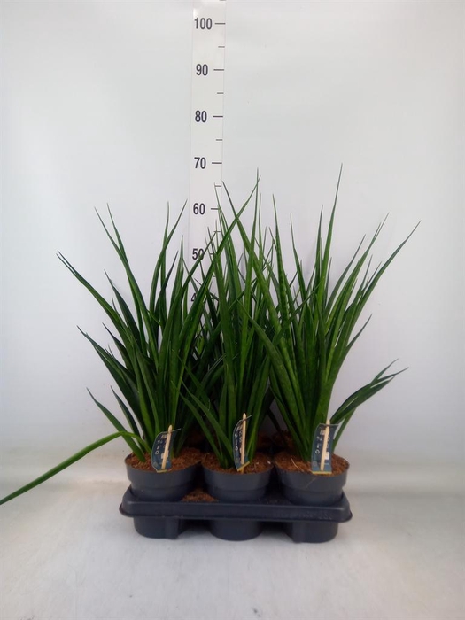 <h4>Sansevieria kirkii 'Friends'</h4>