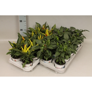 Capsicum