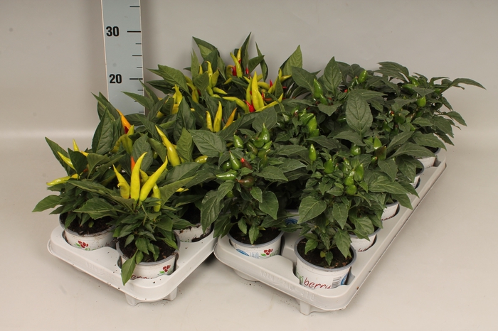 Capsicum