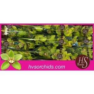 Cymb T Quinty 60 Cm