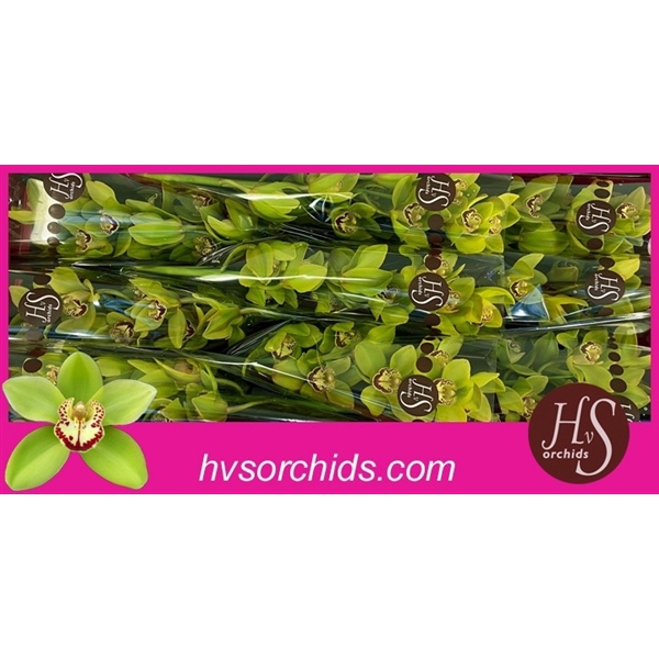 <h4>Cymb T Quinty 60 Cm</h4>
