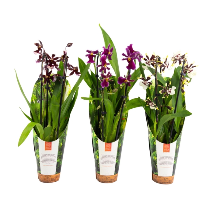 <h4>Inca Cambria mix Duo Cascade 9cm luxury jungle cover</h4>