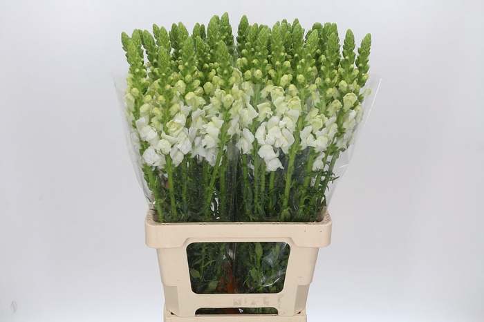 <h4>Antirrhinum Potomac White</h4>