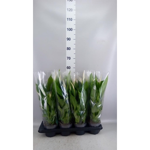 Spathiphyllum  'Strauss'