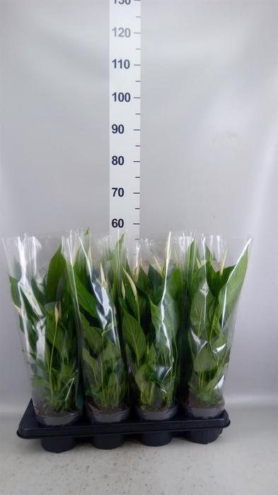 <h4>Spathiphyllum  'Strauss'</h4>