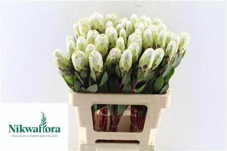 <h4>PROTEA MUNDII</h4>