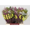 BQ Kaaps Groen Mountain Mix