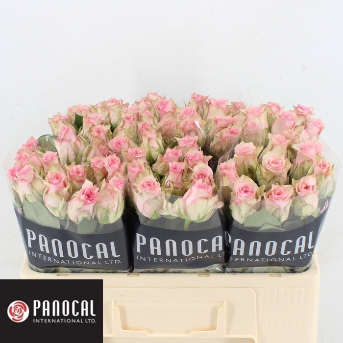 <h4>R GR SUDOKU</h4>