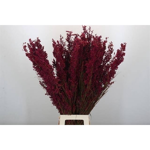 Cape green paint bell reed pink