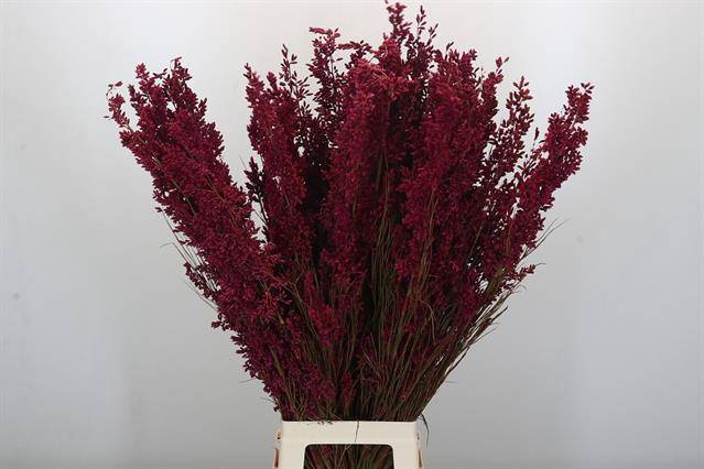 <h4>Cape green paint bell reed pink</h4>