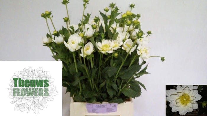 <h4>DAHL WHITE ONESTA</h4>