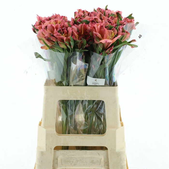 <h4>Alstr Fash Pink Super Select</h4>