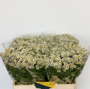 TANA PA SINGLE VEGMO