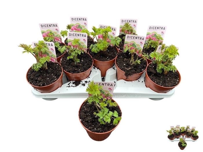 <h4>DICE SPECTABILIS</h4>